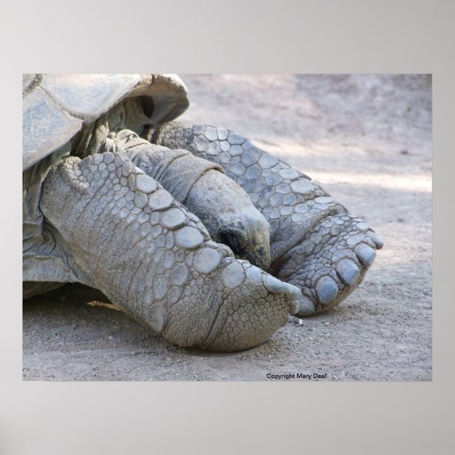 Pôster Sulcata Tortoise (Frente)