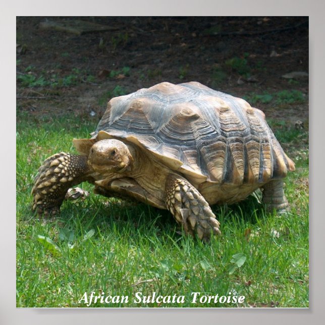 Pôster Sulcata Tortoise Africana (Frente)