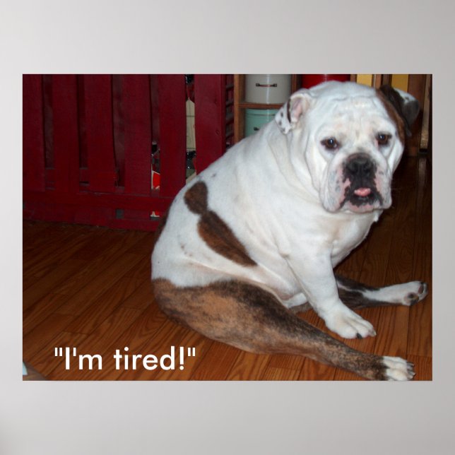 Poster - "Sullivan", the English Bulldog (Frente)