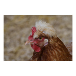 Pôster Sulmtaler Hen