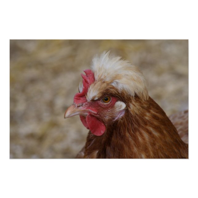 Pôster Sulmtaler Hen (Frente)