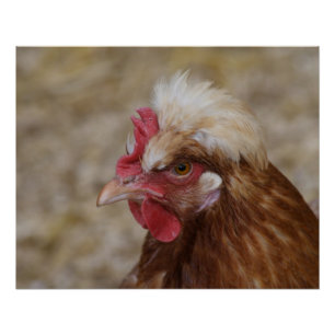 Pôster Sulmtaler Hen