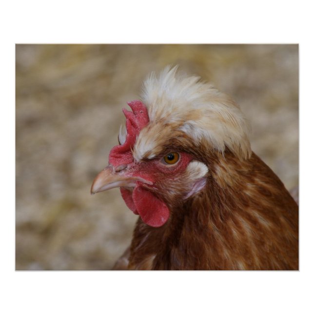 Pôster Sulmtaler Hen (Frente)