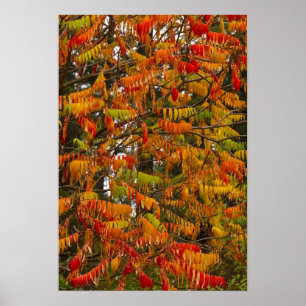 Poster Sumac em branco,