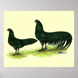 Poster Sumatra Black Chickens