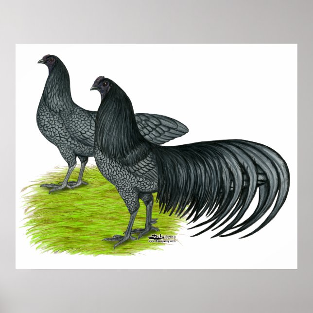 Poster Sumatra:  Blue Pair (Frente)