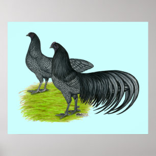 Poster Sumatra: Par Azul