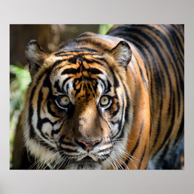 Pôster Sumatran Tiger (Frente)