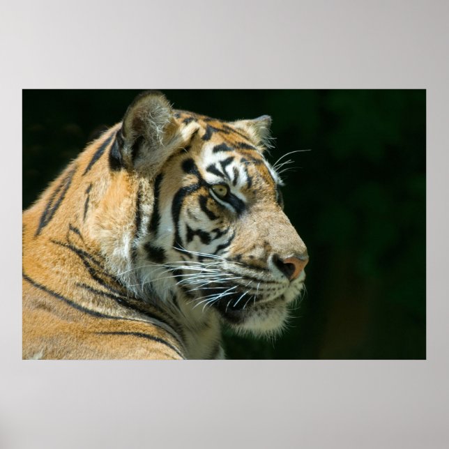 Poster Sumatran Tiger (Frente)