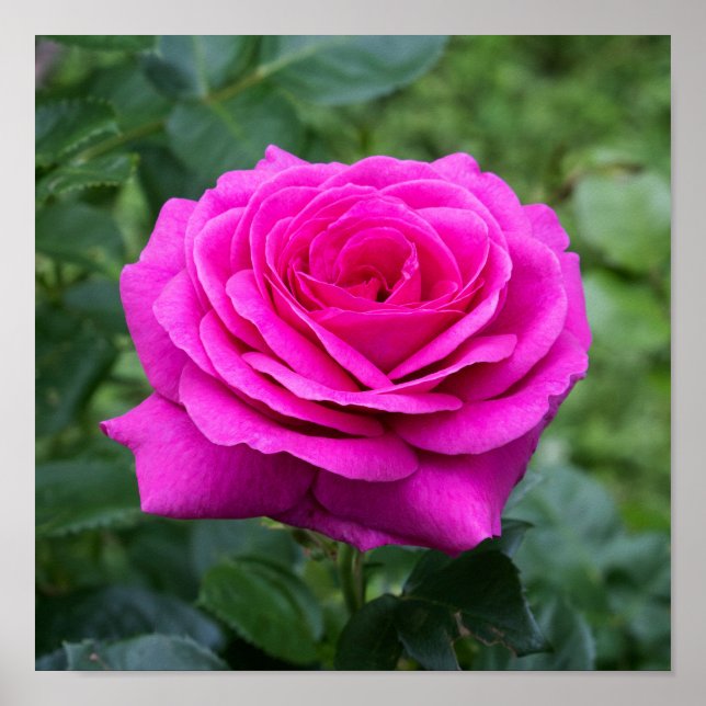 Poster Summer Bloom (Frente)