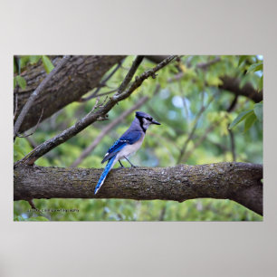 Pôster Summer Blue Jay