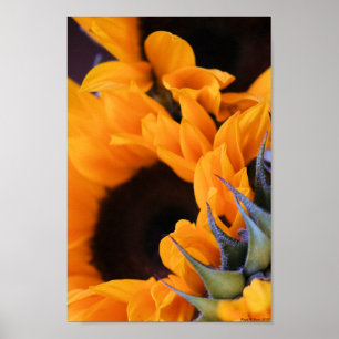 Poster Summer Bright Sunflower