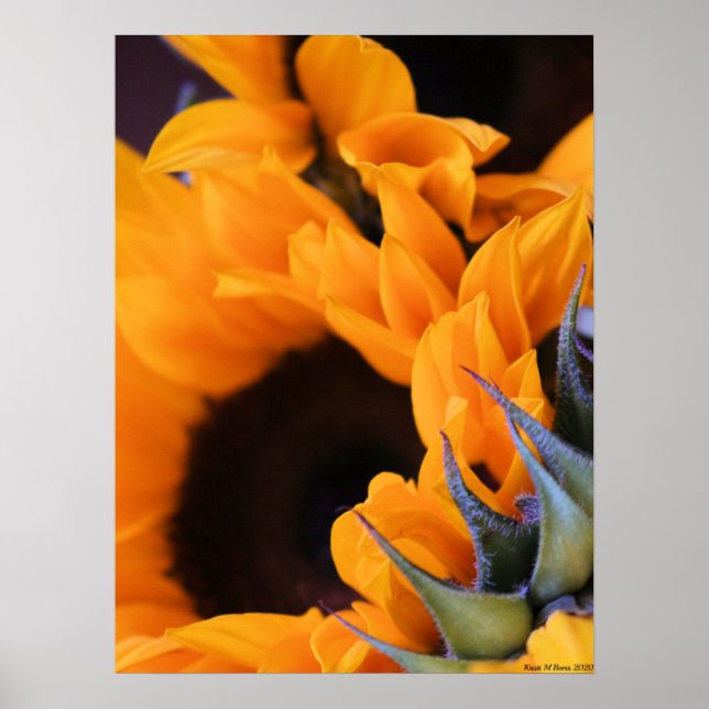 Poster Summer Bright Sunflower (Frente)