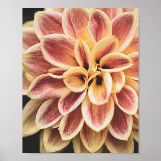 Poster Summer Dahlia Flower (Arte Floral) (Frente)