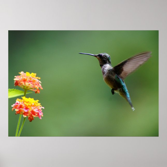 Poster Summer Hummer (Frente)