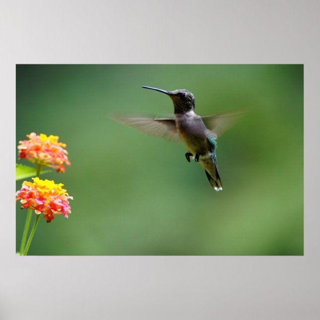 Pôster Summer Humming (Frente)