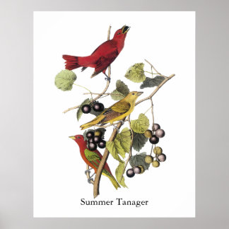 Pôster Summer Tanager por John Audubon