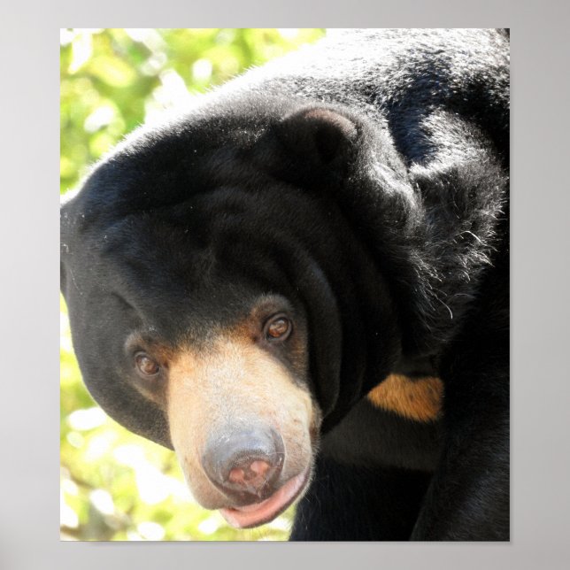 Poster Sun Bear (Frente)
