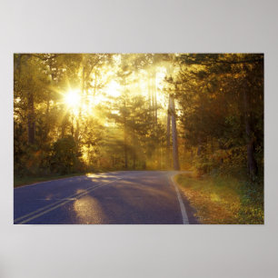 Pôster Sun bursts through the forest onto roadway at