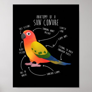 Poster Sun Conure Anatomy Funny Cute Pet Parrot Bird