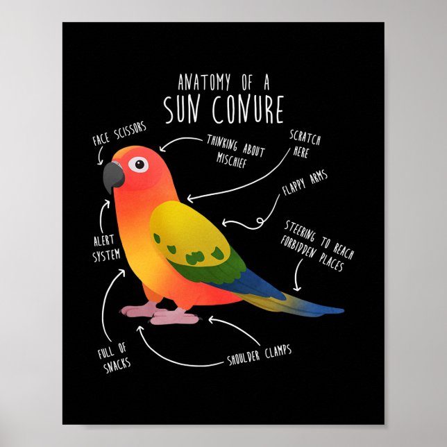 Poster Sun Conure Anatomy Funny Cute Pet Parrot Bird (Frente)