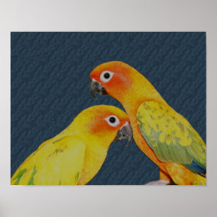 Poster Sun Conure Pair Parrot Bird
