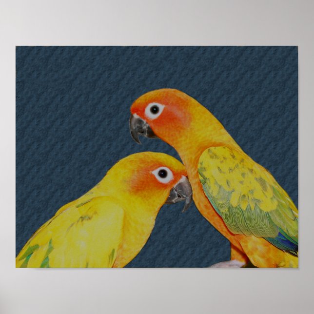 Poster Sun Conure Parrot Pair Pairo (Frente)