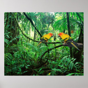 Poster Sun Conures