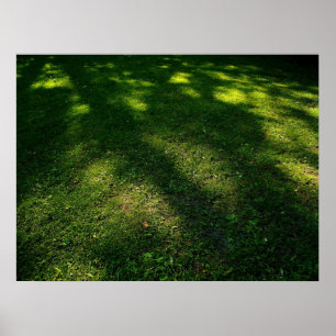 Pôster Sun Dappled o gramado