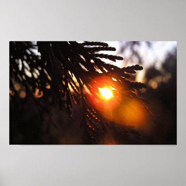 Poster Sun de inverno (Frente)