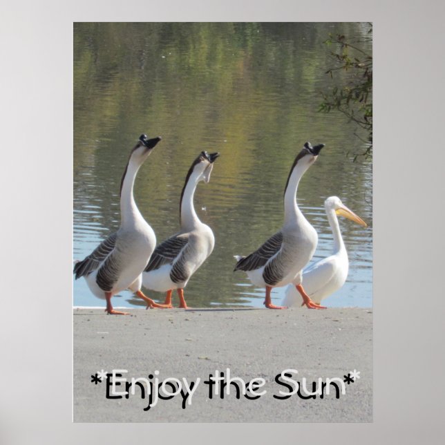 Poster - Sun Loving Geese (Frente)