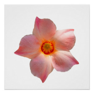 Pôster Sun Parasol Mandevilla