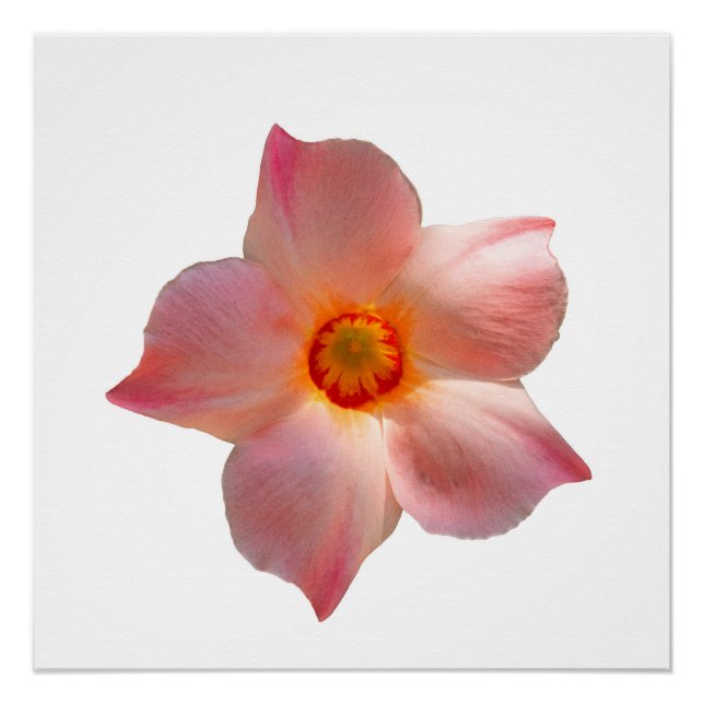 Pôster Sun Parasol Mandevilla (Frente)