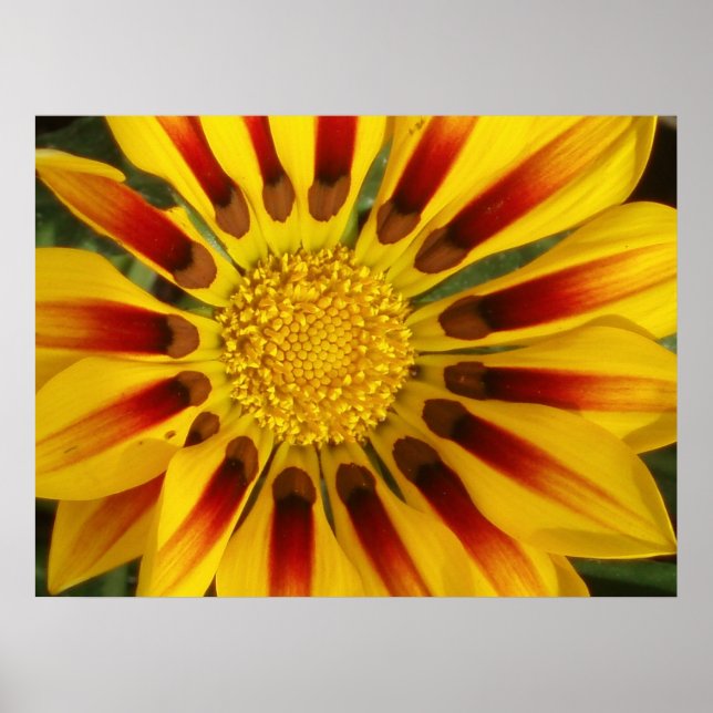 Pôster Sun Shine (Frente)