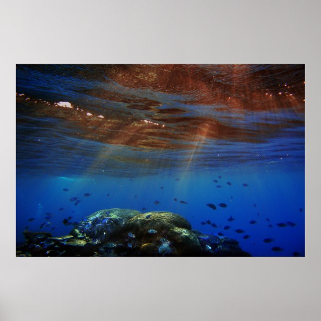 Pôster sunandcoral (Frente)