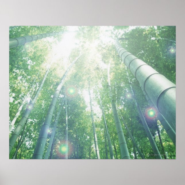 Poster Sunbeams brilhando através de bambu (Frente)