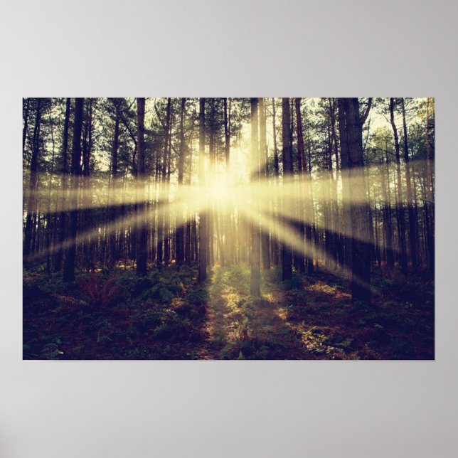 Poster Sunbeams Floresta (Frente)