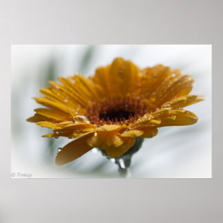 Poster Sunchyme Gerbera