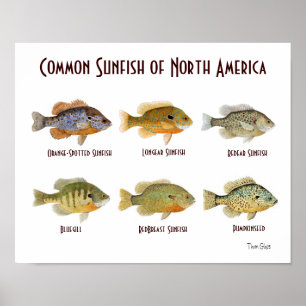 Pôster Sunfish comum de America do Norte.