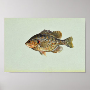 Poster Sunfish de Redear