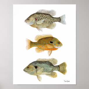 Pôster Sunfish- Redear, Longear & Green Sunfish