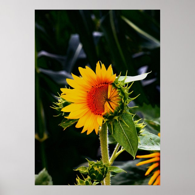 Poster Sunflower (Frente)