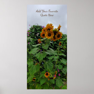 Poster Sunflower and Morning Glória Fotografia Adicione