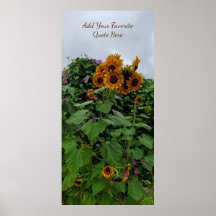 Sunflower and Morning Glória Fotografia Adicione C