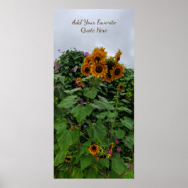 Poster Sunflower and Morning Glória Fotografia Adicione C