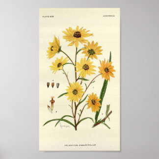Poster Sunflower Botanical Print