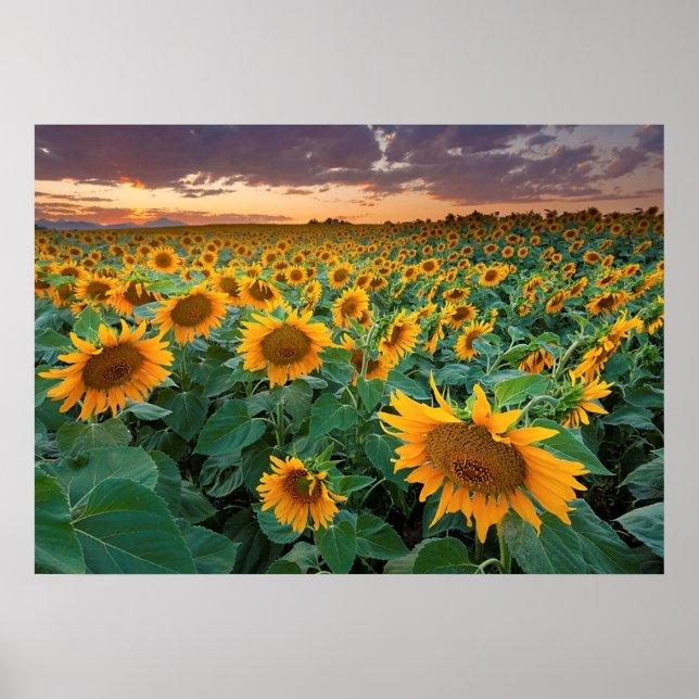 Poster Sunflower Field em Longmont, Colorado (Frente)
