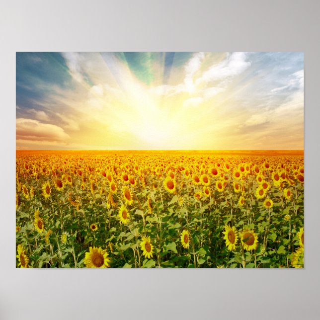 Poster Sunflower Field no Sunset (Frente)