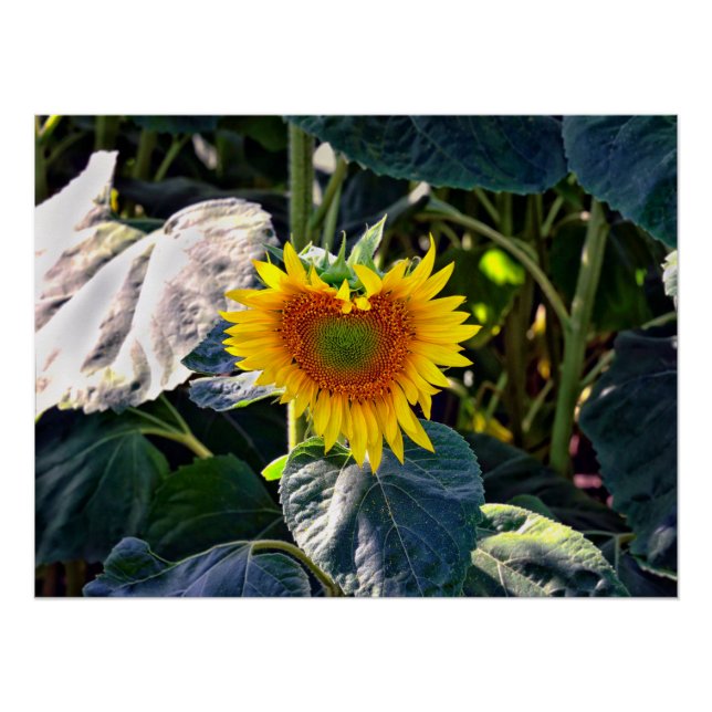 Pôster Sunflower Heart Late Summer Flower (Frente)