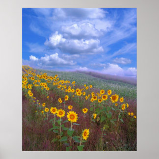 Poster Sunflower hill,poster